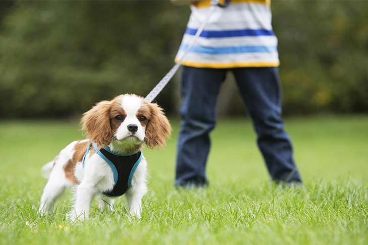 Council Considers Leash Law