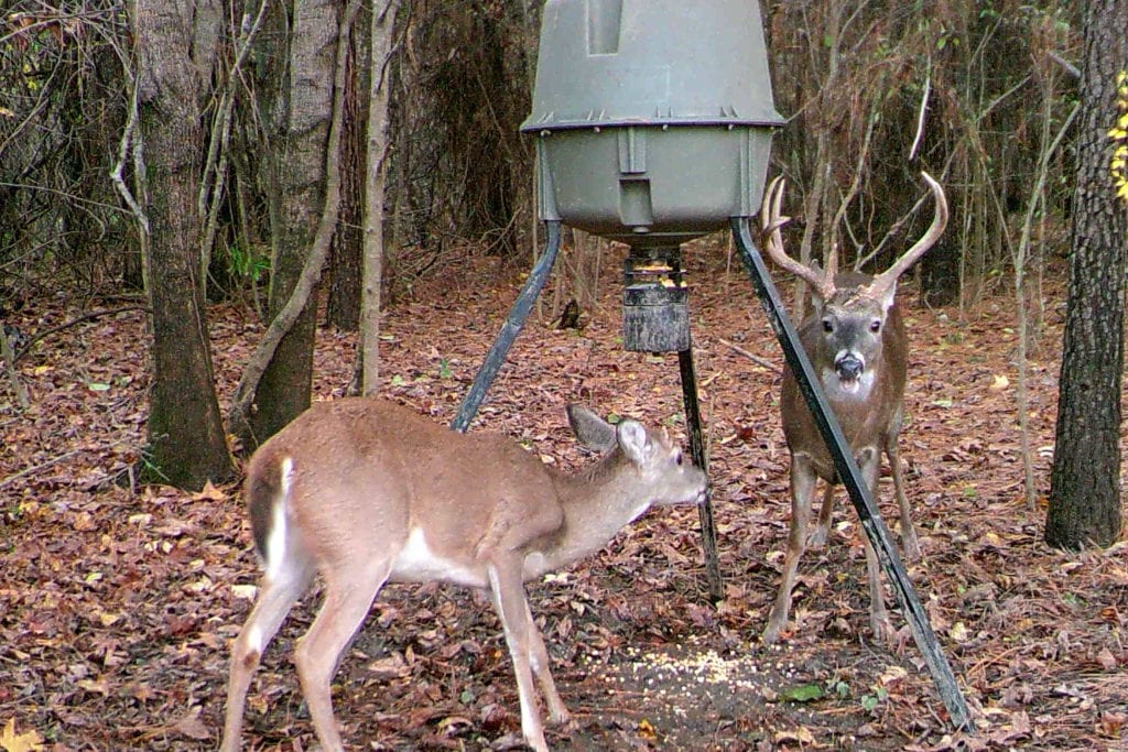 Deer Baiting