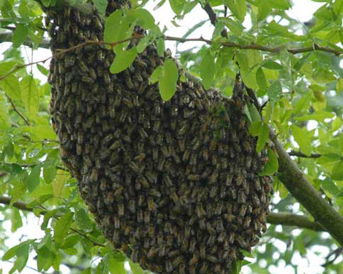 Africanized Honeybees found in Jackson and St. Clair Counties